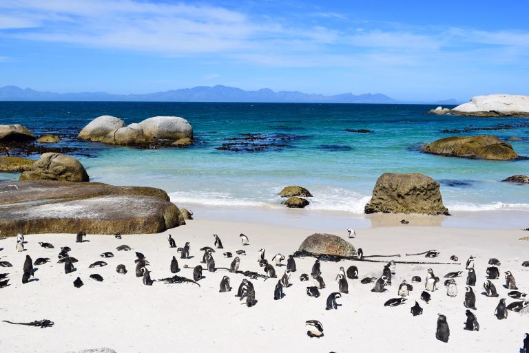 African Penguins, Cape Town Beaches
